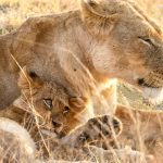 Fastest Park to See the Big Five in Kenya