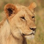 Fixed Departure Group Safari Kenya: Cut Costs