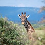 Flying Doctors Amref Evacuation Insurance: Kenya Guide