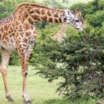 Giraffe Centre Nairobi Visitor Guide: Fees, Hours, Tips