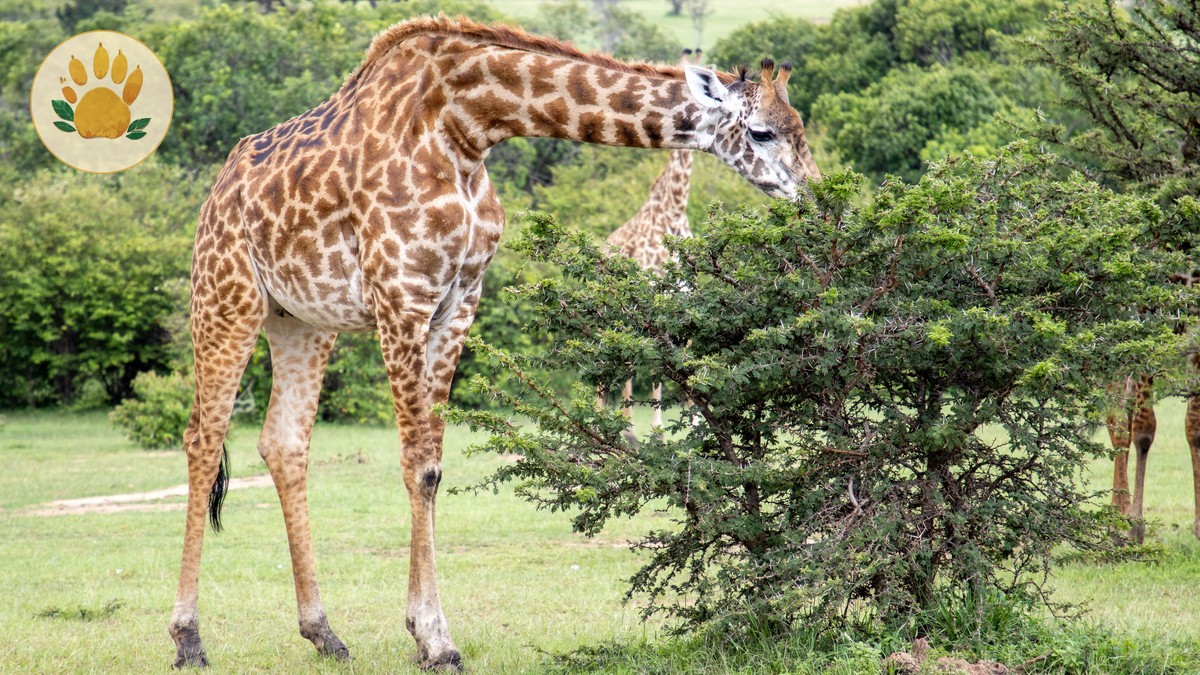 Giraffe Centre Nairobi Visitor Guide: Fees, Hours, Tips
