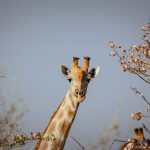 Giraffe Manor Breakfast Experience Guide: Cost & Tips