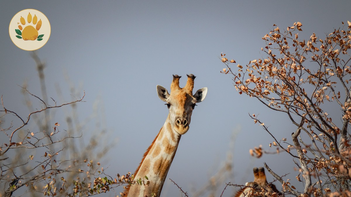 Giraffe Manor Breakfast Experience Guide: Cost & Tips