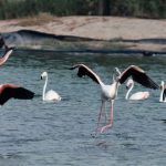 Greater Flamingo vs Lesser Flamingo Identification