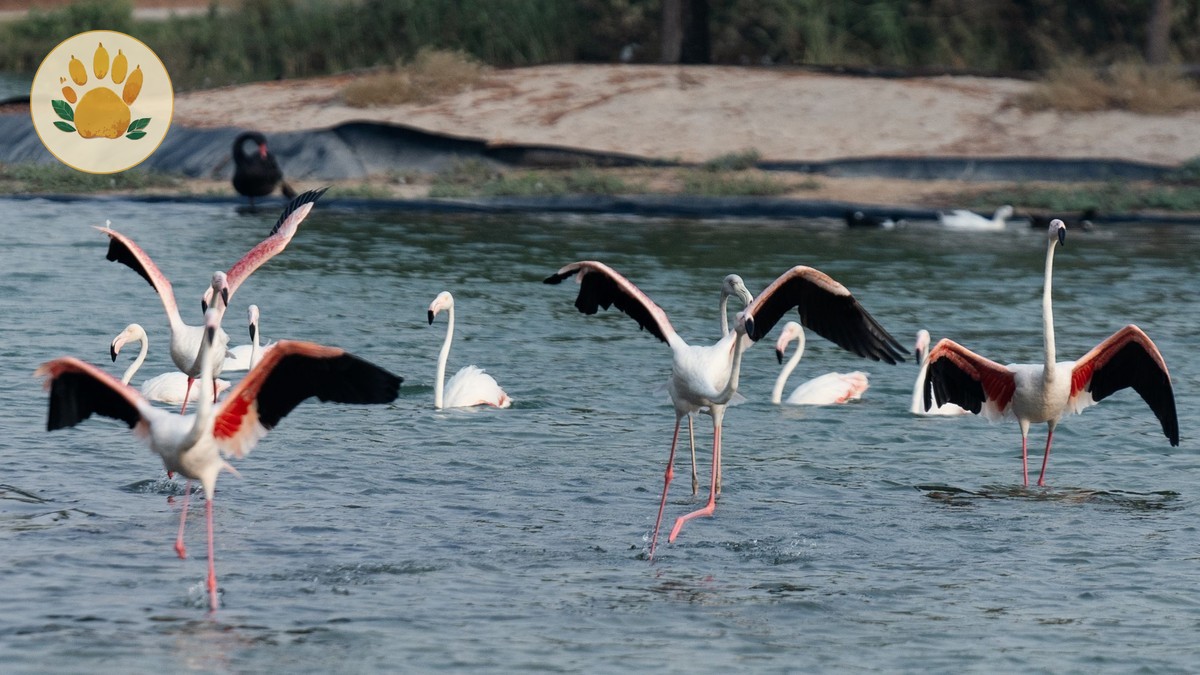 Greater Flamingo vs Lesser Flamingo Identification
