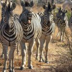Where to See Grevy's Zebra: Samburu Sighting Guide