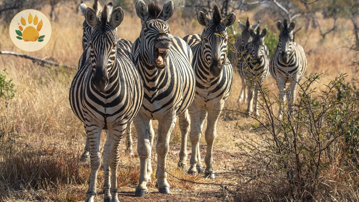 Where to See Grevy's Zebra: Samburu Sighting Guide