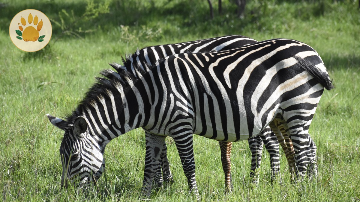 Where to See Grevy's Zebra: Samburu Sighting Guide - photo 1