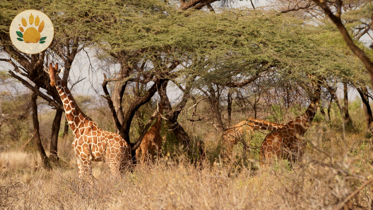 Where to See Grevy's Zebra: Samburu Sighting Guide - photo 2