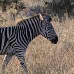 what happens if safari guest gets sick: 5 Care Steps -- Photo by Corné Nel on Pexels