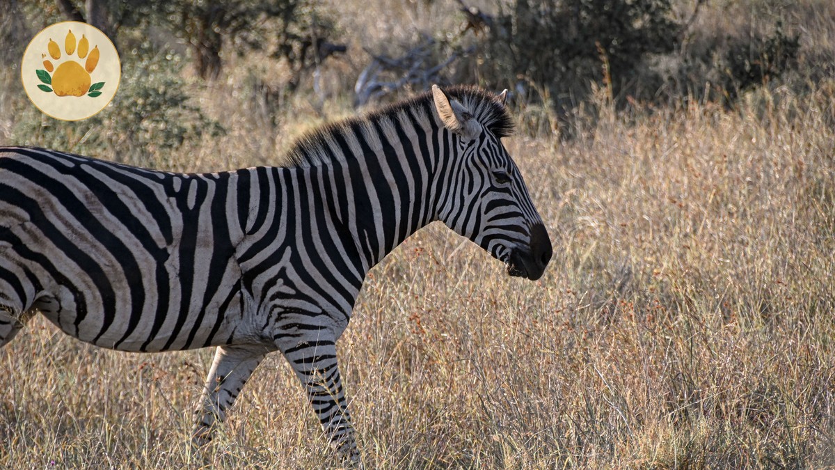 what happens if safari guest gets sick: 5 Care Steps -- Photo by Corné Nel on Pexels