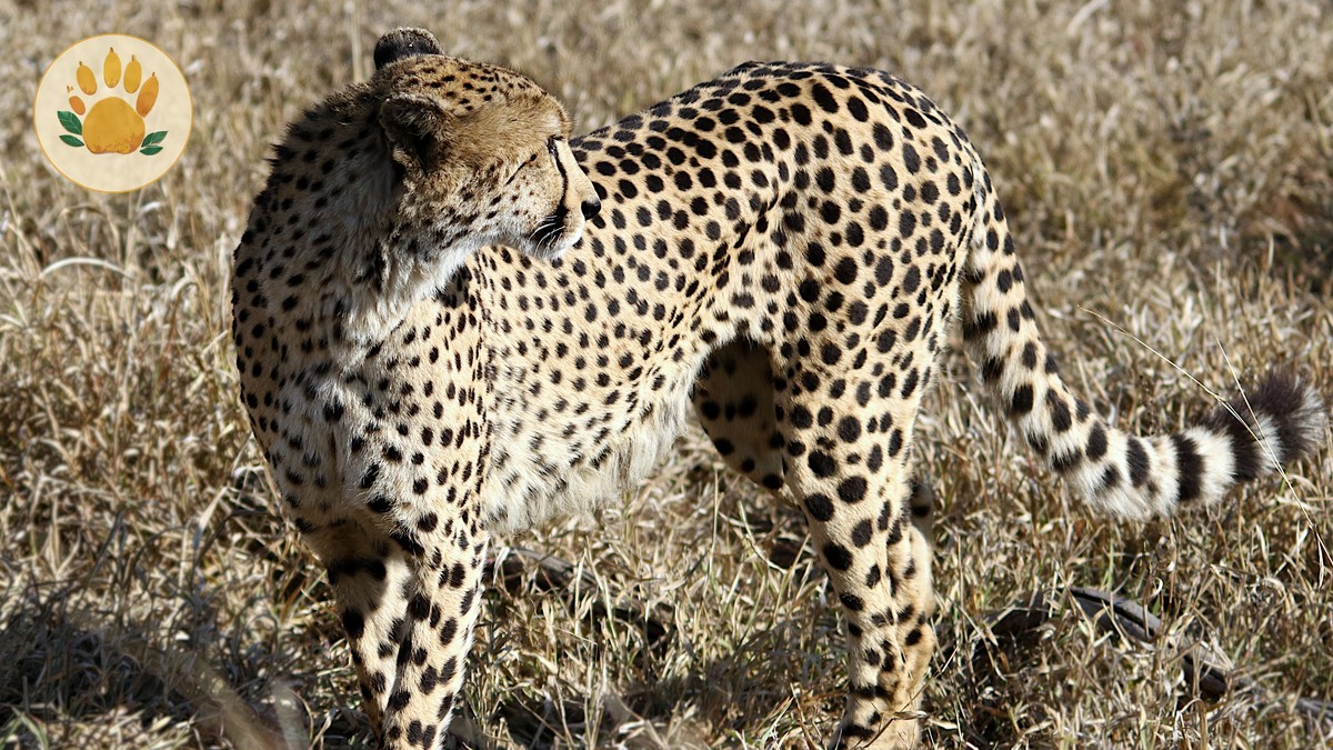 How Many Days Masai Mara: Pick the Right Safari Length - photo 2