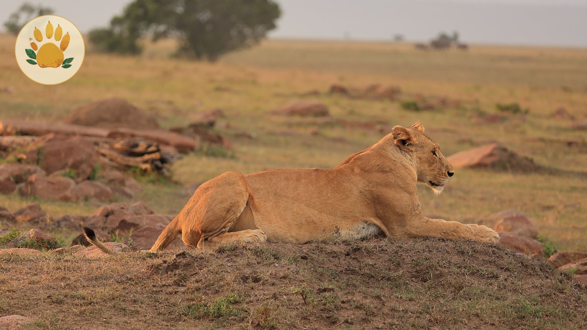 How Many Lions Live in the Masai Mara? (2026 Guide) - photo 1
