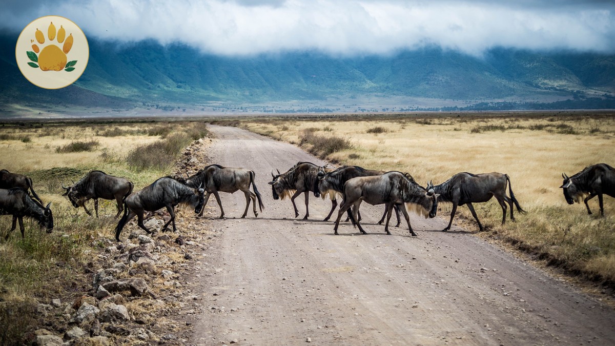 How Many Lions Live in the Masai Mara? (2026 Guide) - photo 2