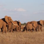 How Private Conservancy Night Drives Work in Kenya