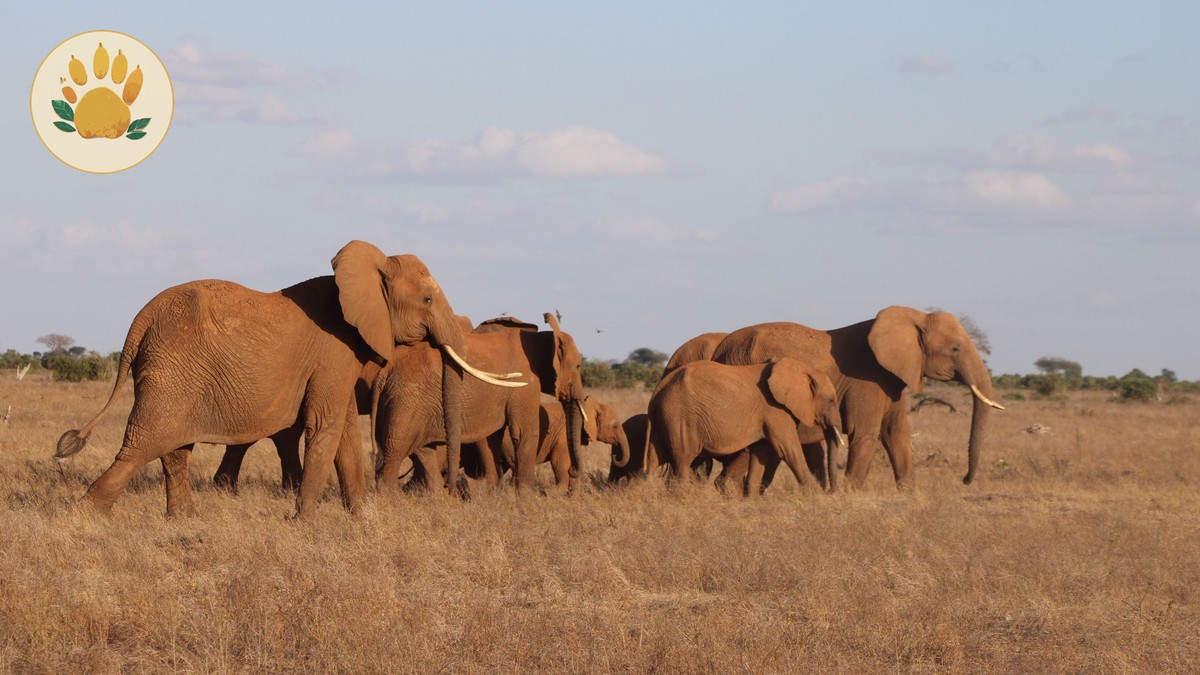 How Private Conservancy Night Drives Work in Kenya