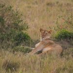 How to Negotiate a Kenya Safari Price That Works