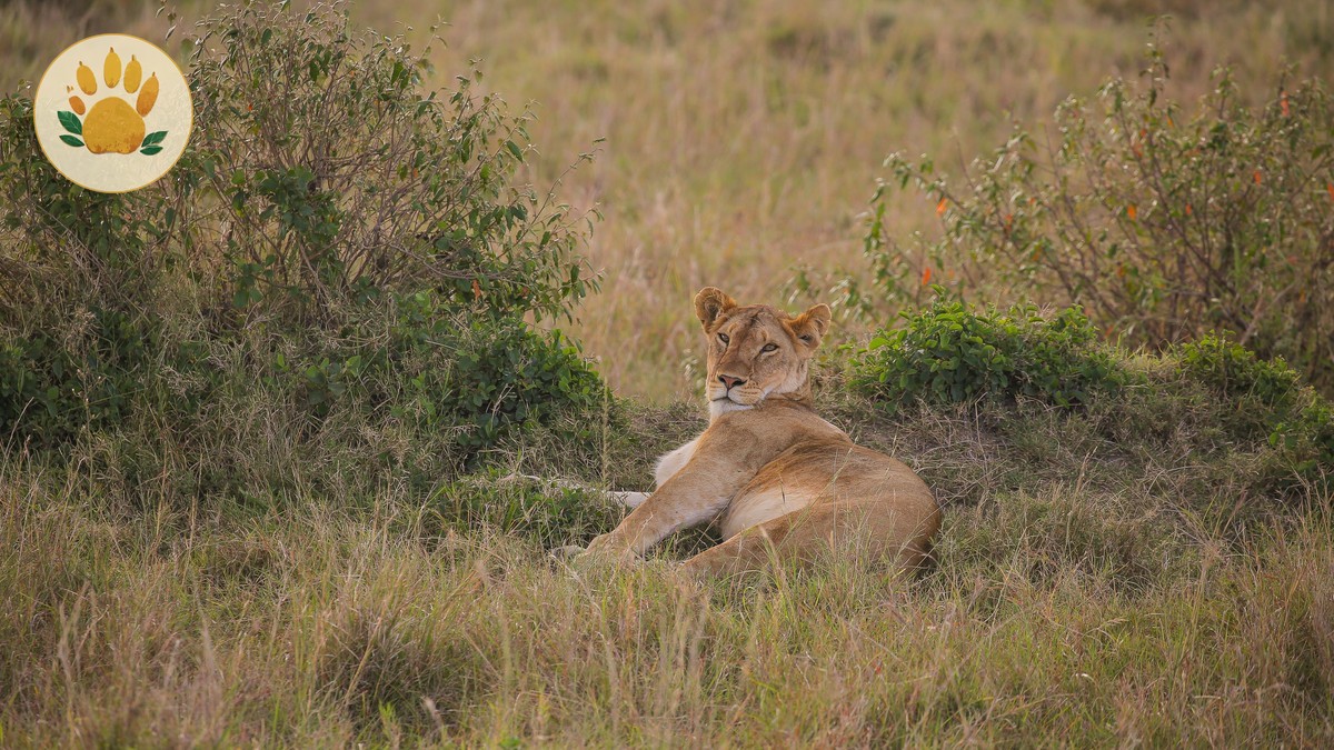 How to Negotiate a Kenya Safari Price That Works