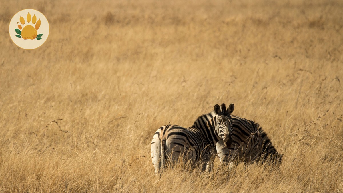 How to Negotiate a Kenya Safari Price That Works - photo 1