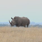 Independent Travel vs Guided Safari in Kenya: Which Fits