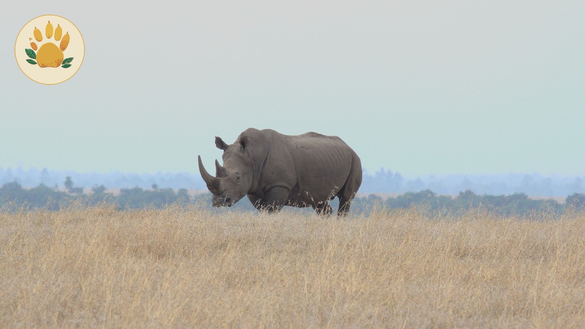 Independent Travel vs Guided Safari in Kenya: Which Fits