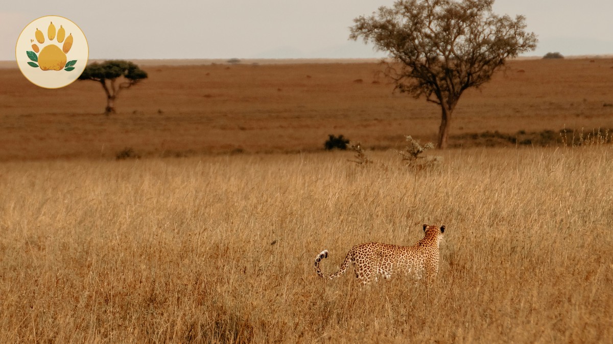 Independent Travel vs Guided Safari in Kenya: Which Fits - photo 1