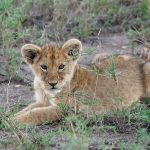 Is 3 Days in the Masai Mara Enough? Honest Answer