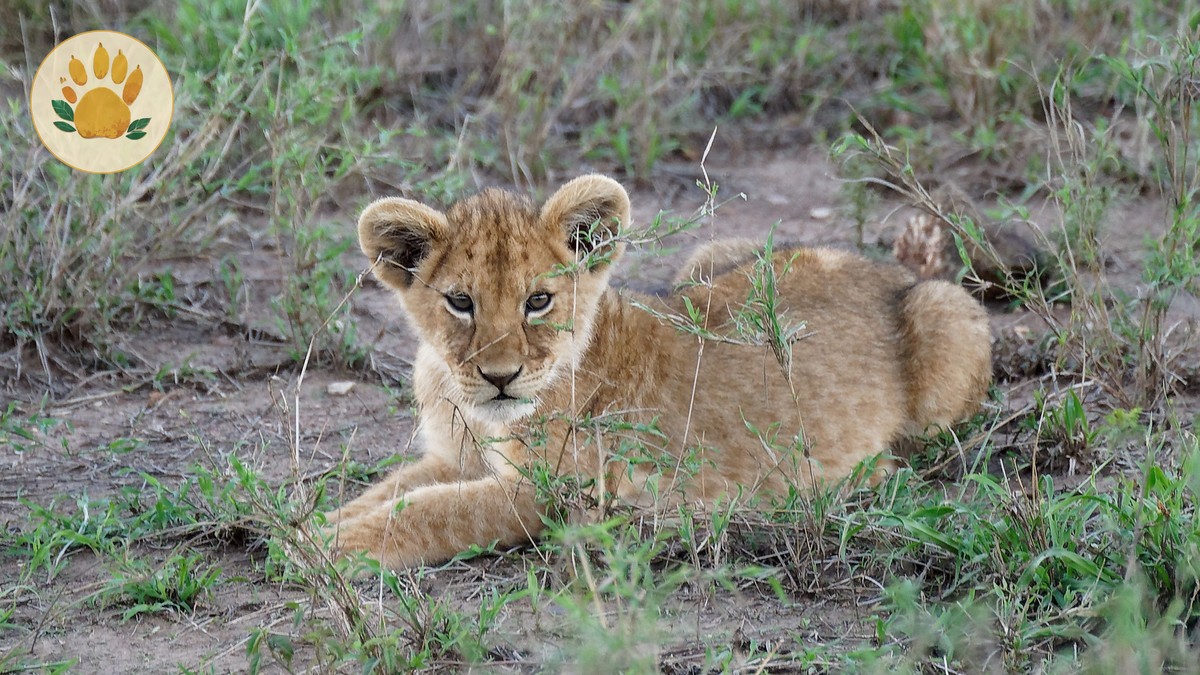 Is 3 Days in the Masai Mara Enough? Honest Answer