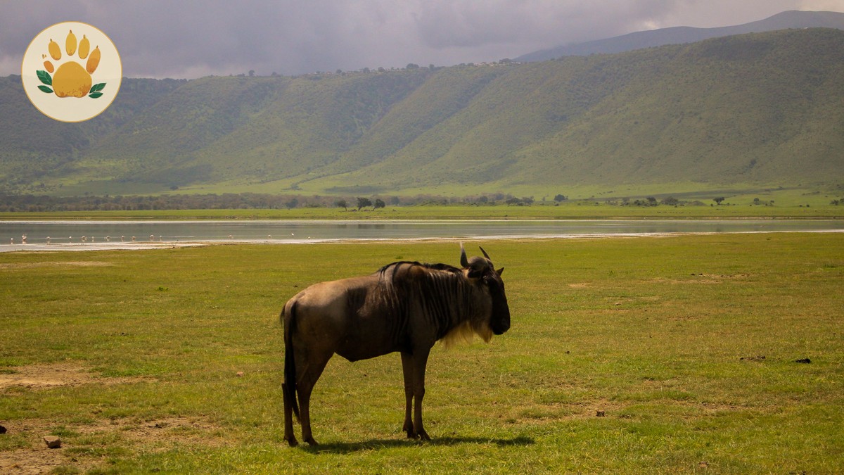 Is 3 Days in the Masai Mara Enough? Honest Answer - photo 1