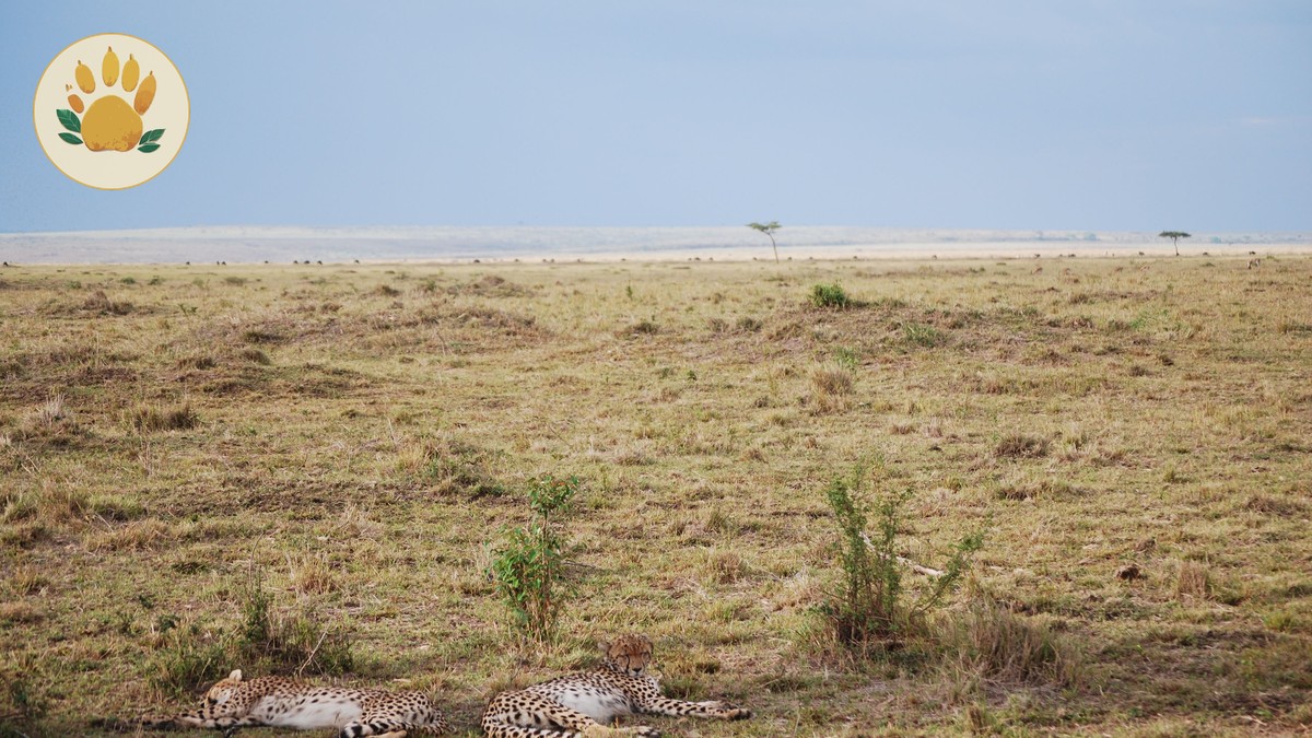 Is 3 Days in the Masai Mara Enough? Honest Answer - photo 2