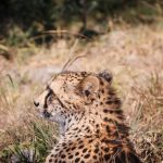 Is Kenya Safe for American Tourists in 2026?
