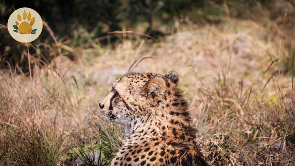 Is Kenya Safe for American Tourists in 2026?