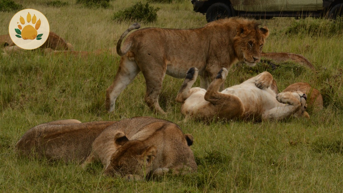 Is Kenya Safe for American Tourists in 2026? - photo 2
