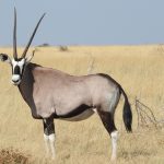 Is Mara Worth Repeat Visit? A Practical Guide