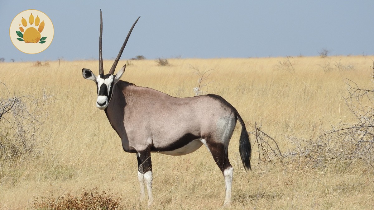 Is Mara Worth Repeat Visit? A Practical Guide