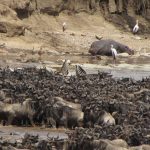July Wildebeest Arrivals in the Masai Mara: A Real Guide