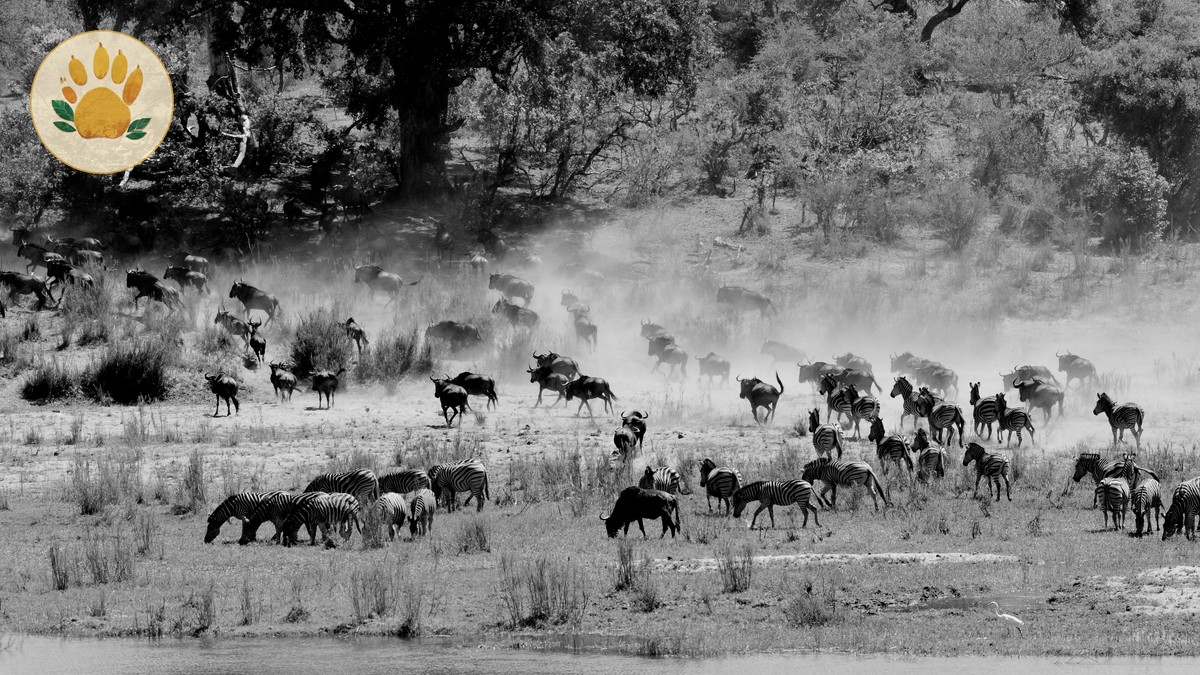 July Wildebeest Arrivals in the Masai Mara: A Real Guide - photo 2