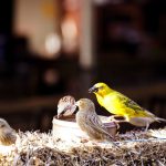 Kakamega Forest Birding Safari Guide (2026 Costs & Tips)