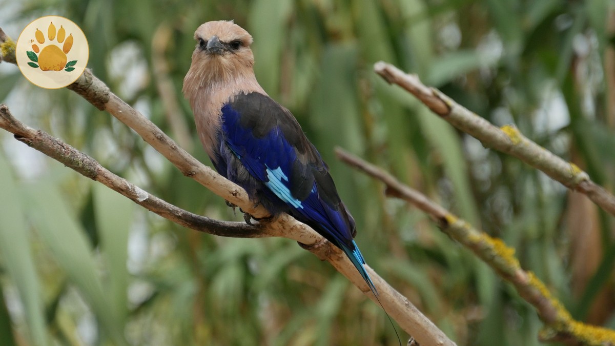 Kakamega Forest Birding Safari Guide (2026 Costs & Tips) - photo 1