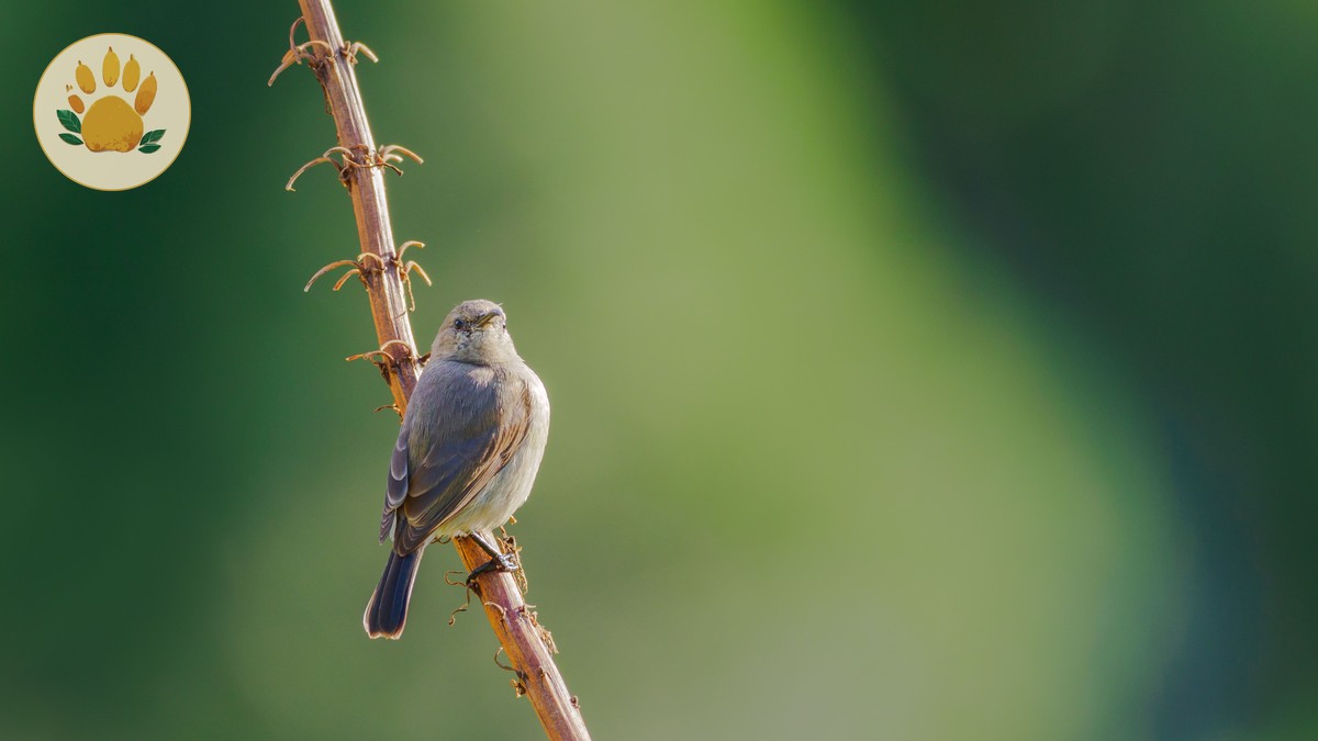 Kakamega Forest Birding Safari Guide (2026 Costs & Tips) - photo 2