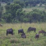 Kenya Great Migration Safari Budget: $250-$450 Daily -- Photo by Magda Ehlers on Pexels