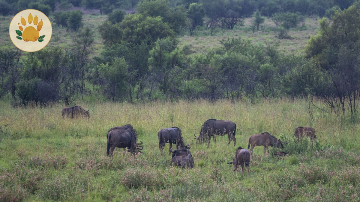 Kenya Great Migration Safari Budget: $250-$450 Daily -- Photo by Magda Ehlers on Pexels