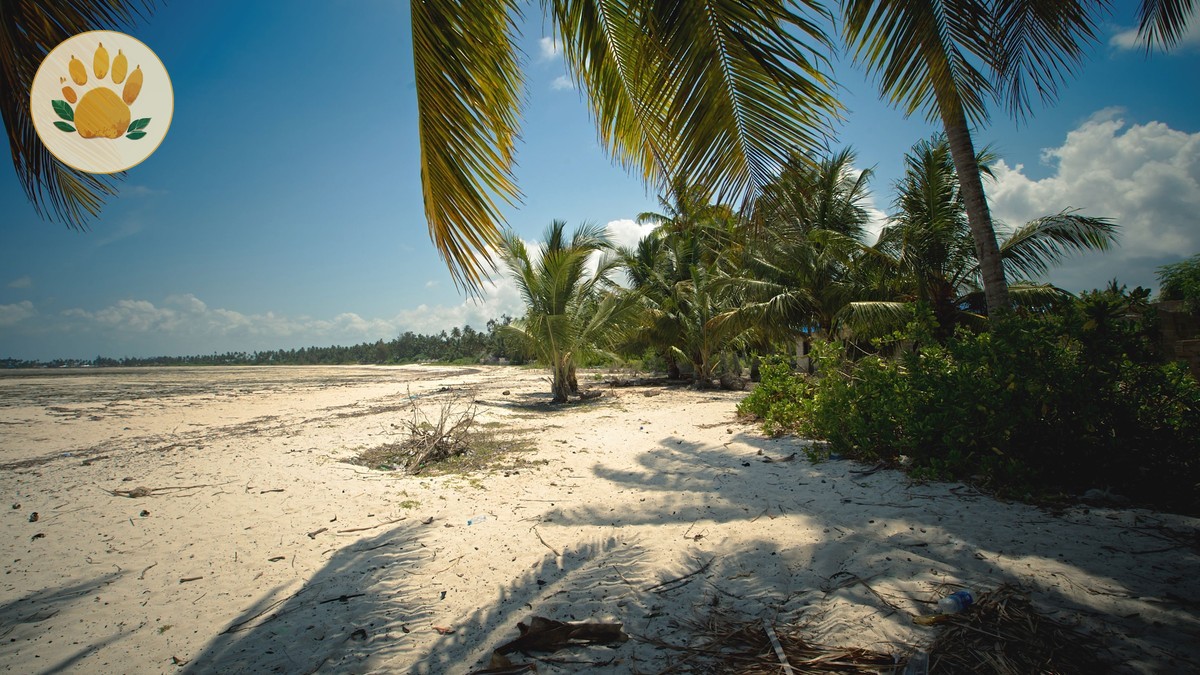 Kenya Safari Beach Extension Itinerary: 12 Days -- Photo by Denys Gromov on Pexels