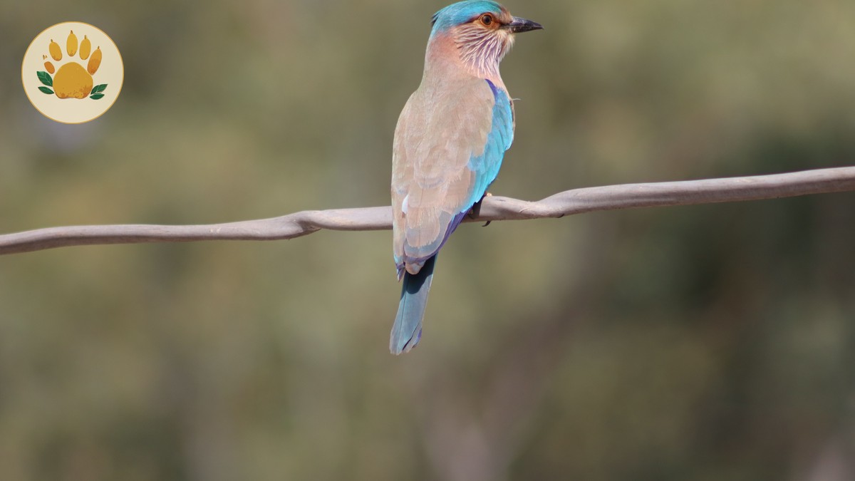 Kenya safari birding by habitat: Best Parks by Species - photo 1