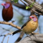 Kenya Safari Birding Hides Guide: 8 Camps Compared -- Photo by Derek Keats on Pexels