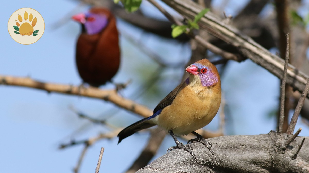 Kenya Safari Birding Hides Guide: 8 Camps Compared -- Photo by Derek Keats on Pexels