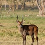 Kenya Safari Booking Deposit: What Is Normal and What to Watch For