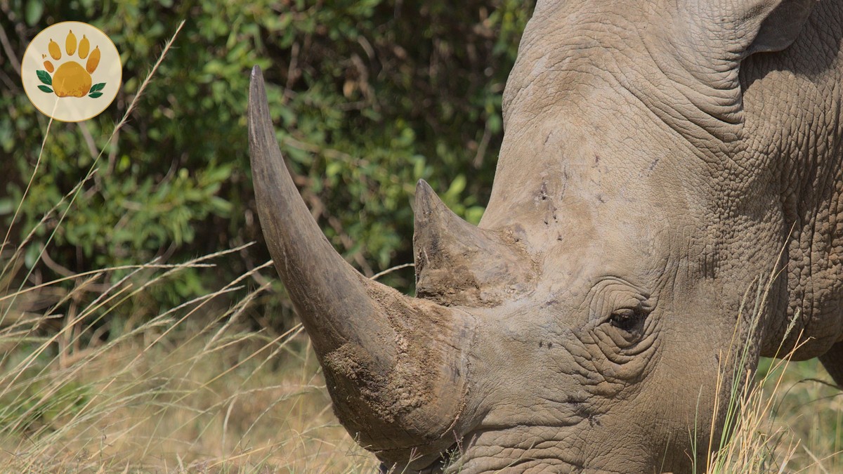 Kenya Safari Booking Guide for Malay Speakers (2026) - photo 2