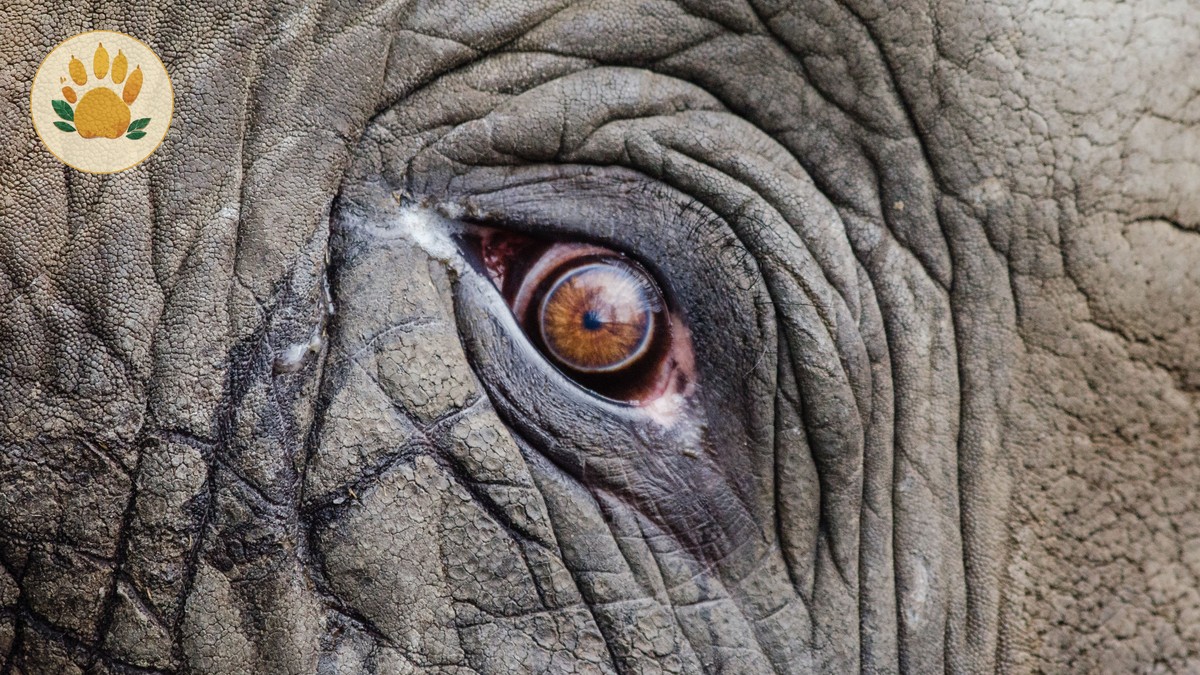 Kenya Safari Budget Guide for Spanish Speakers (2026 Prices)