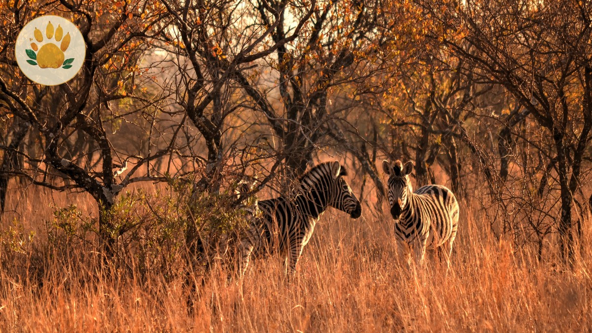 Kenya Safari Budget Guide for Spanish Speakers (2026 Prices) - photo 1